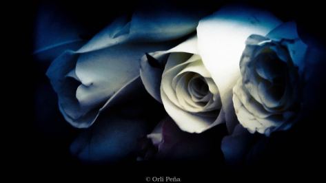 Rosas by Orli Peña